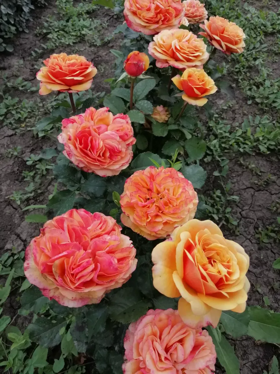 Роза Вип Нью ОО 2