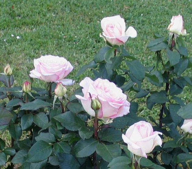 Роза Вивальди 5