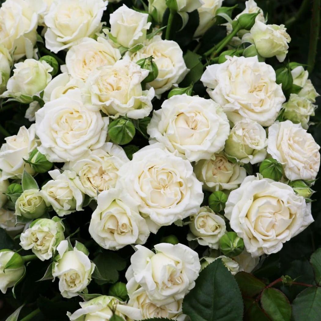 Роза Вивиана 5