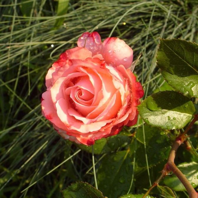 Роза Визион 5