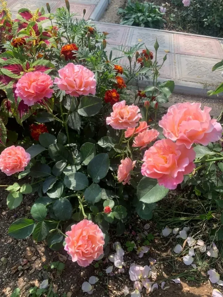 Роза Вуменс Чойс