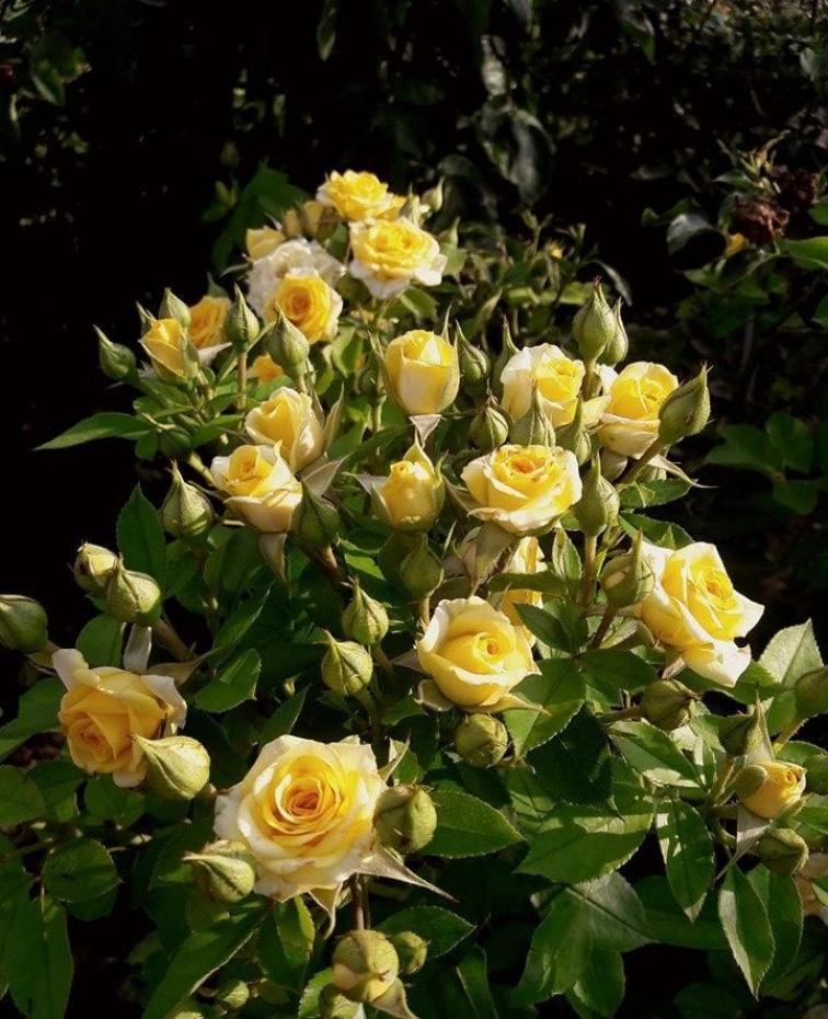 Роза Йеллоу Бейби 5