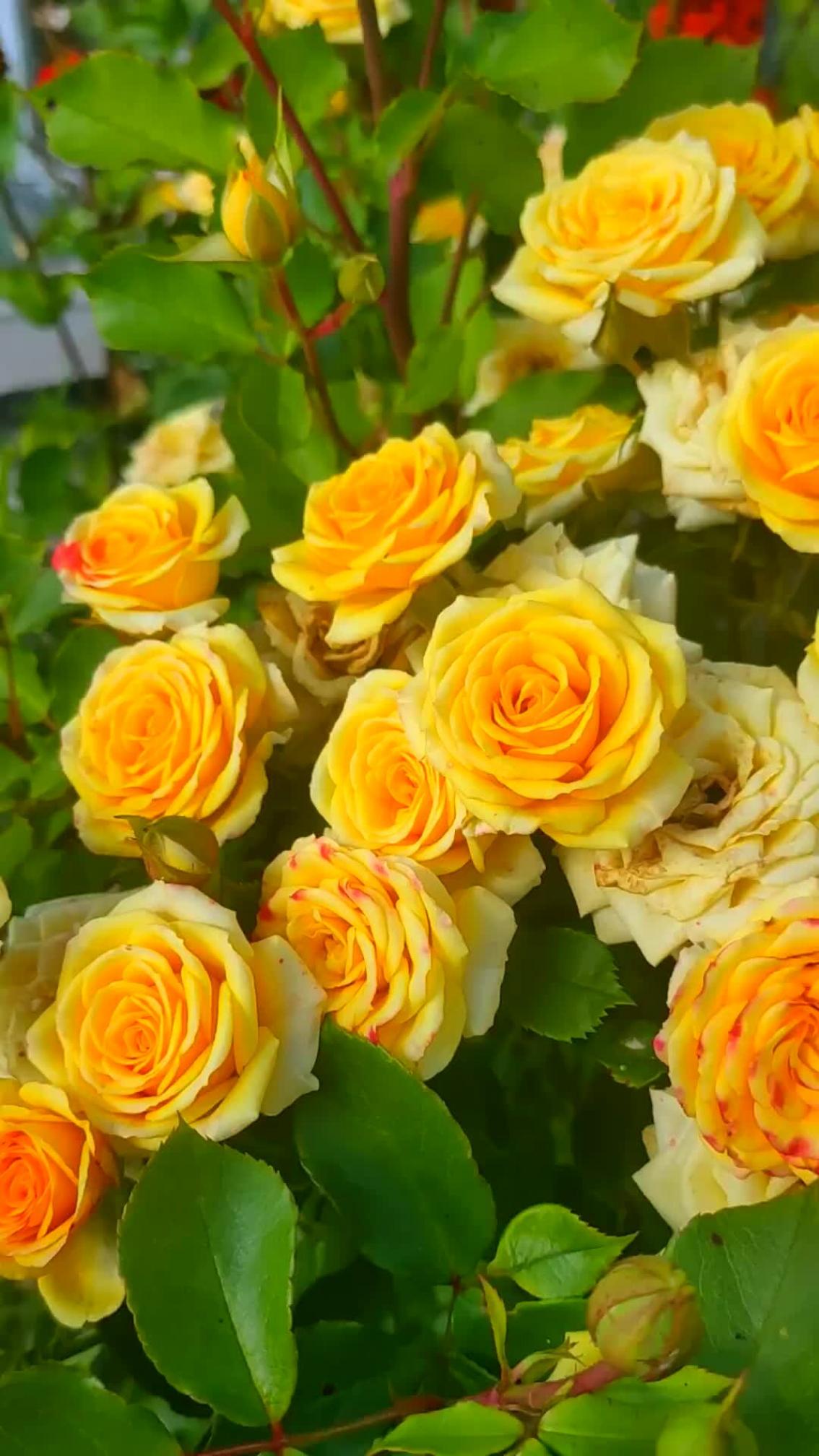 Роза Йеллоу Бейби 7