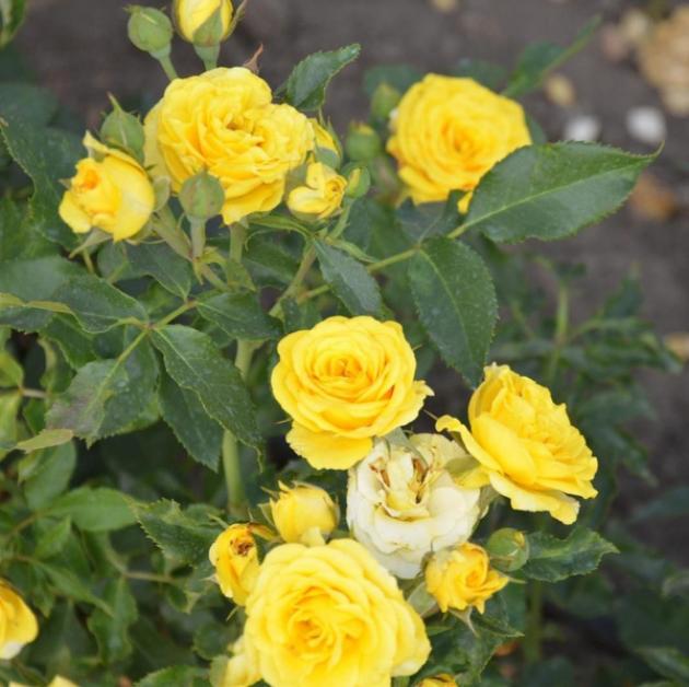 Роза Йеллоу Бейби