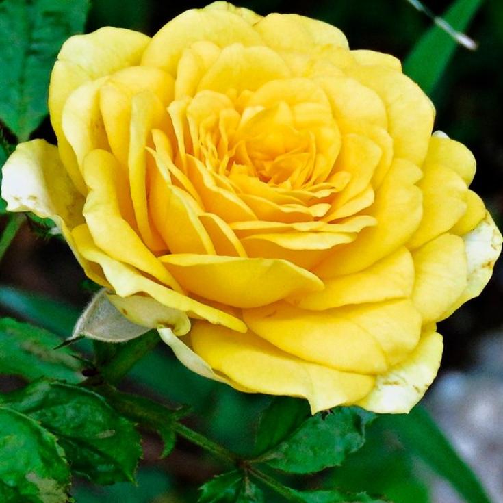 Роза Йеллоу Саммер 2