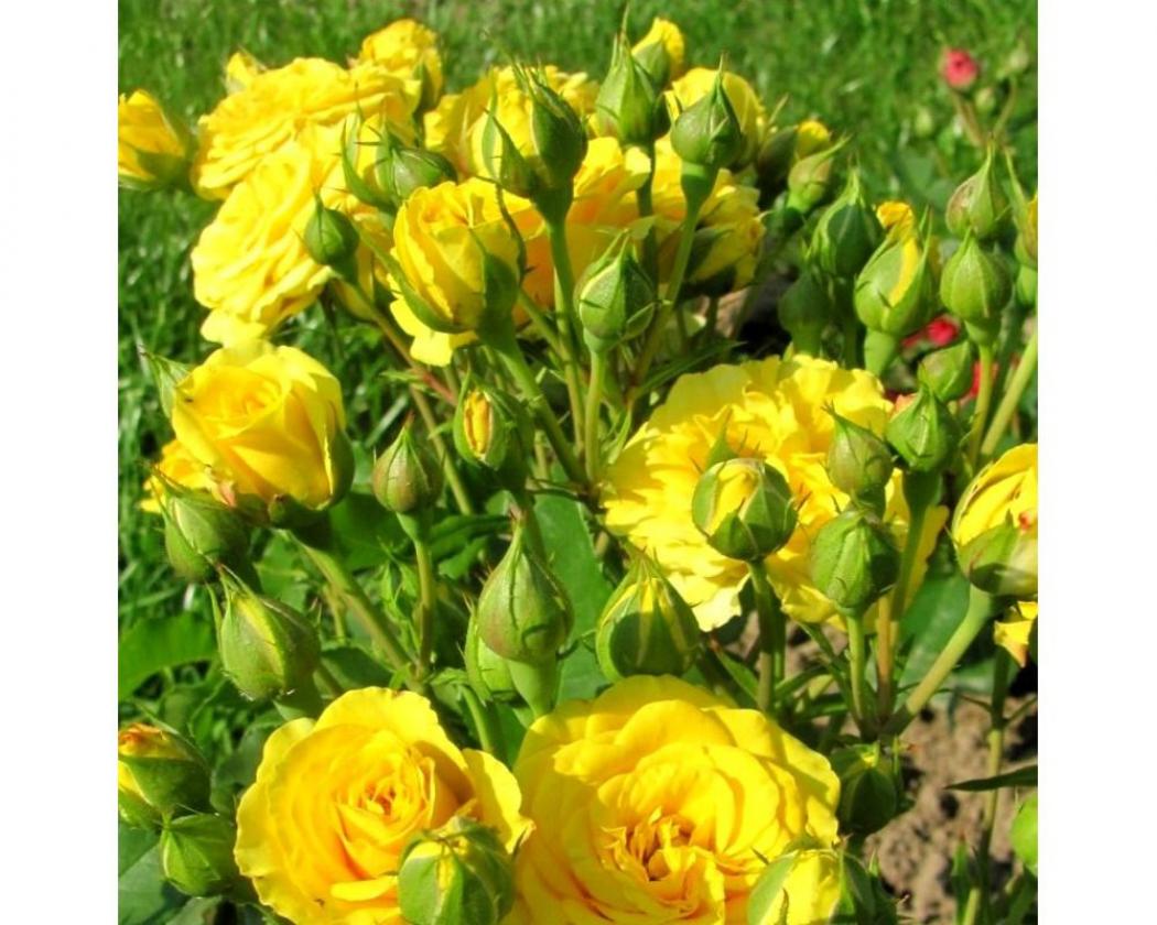 Роза Йеллоу Стар 2