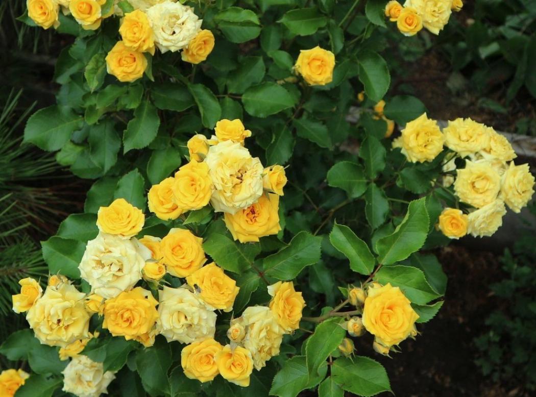 Роза Йеллоу Стар 3