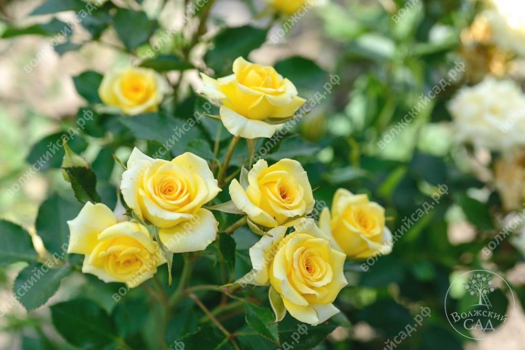 Роза Йеллоу Стар 4