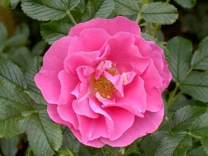 Роза Йенс Мунк 2