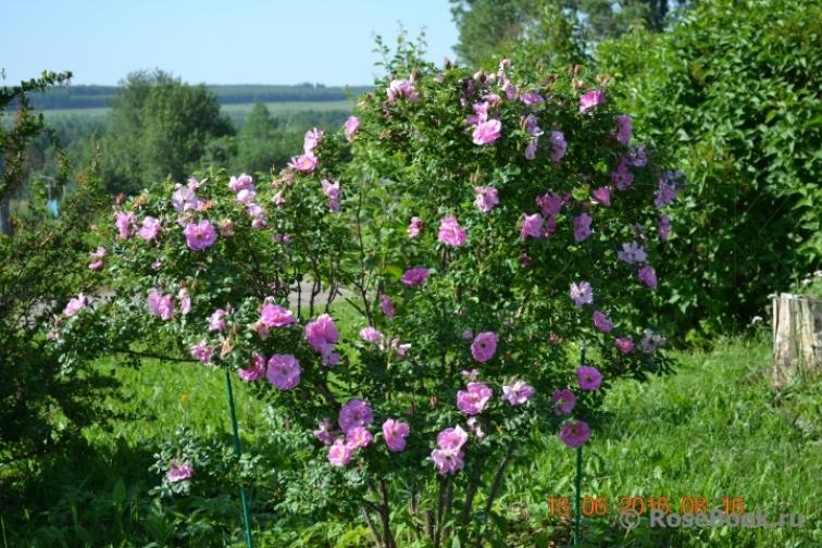 Роза Йенс Мунк 3