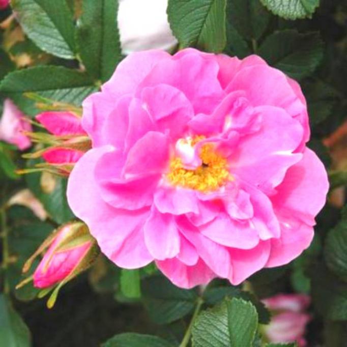 Роза Йенс Мунк 4