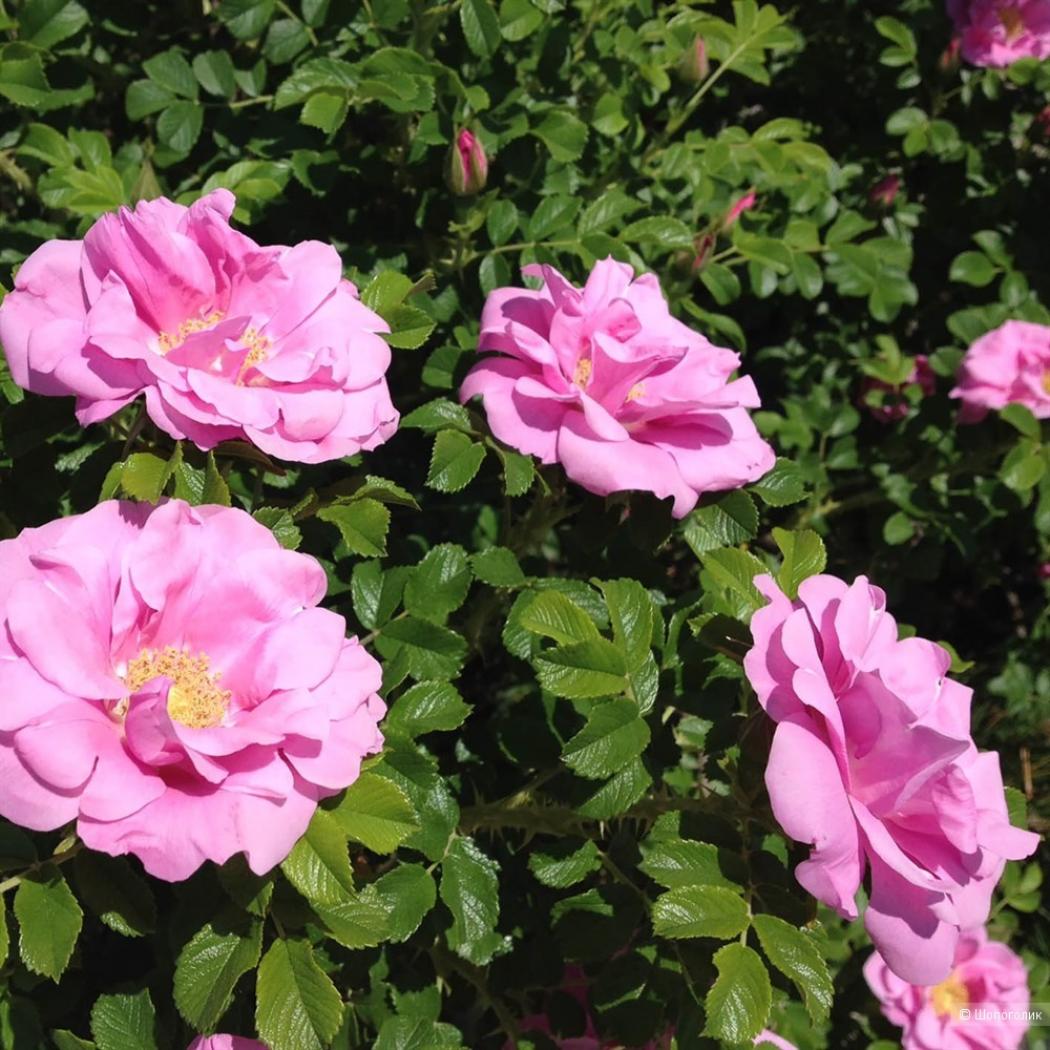 Роза Йенс Мунк 5