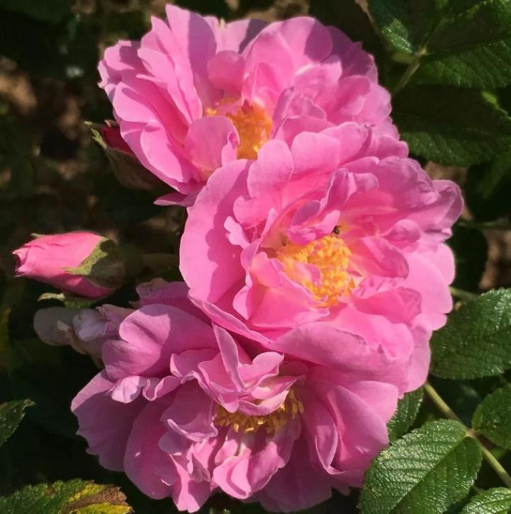 Роза Йенс Мунк