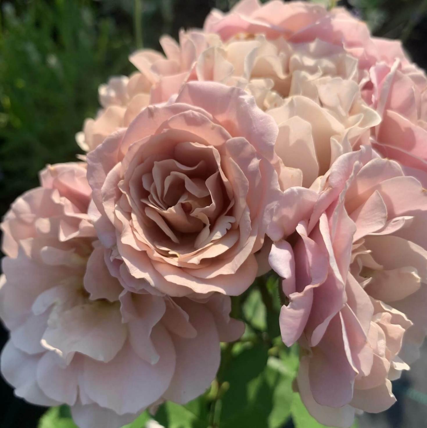 Роза Йоли 10