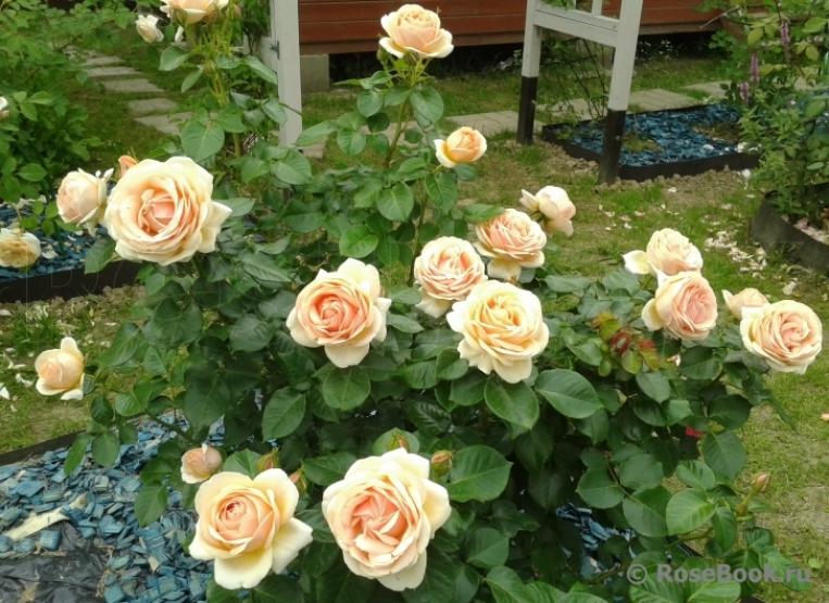 Роза Йорс ин Континент Френдшип 2