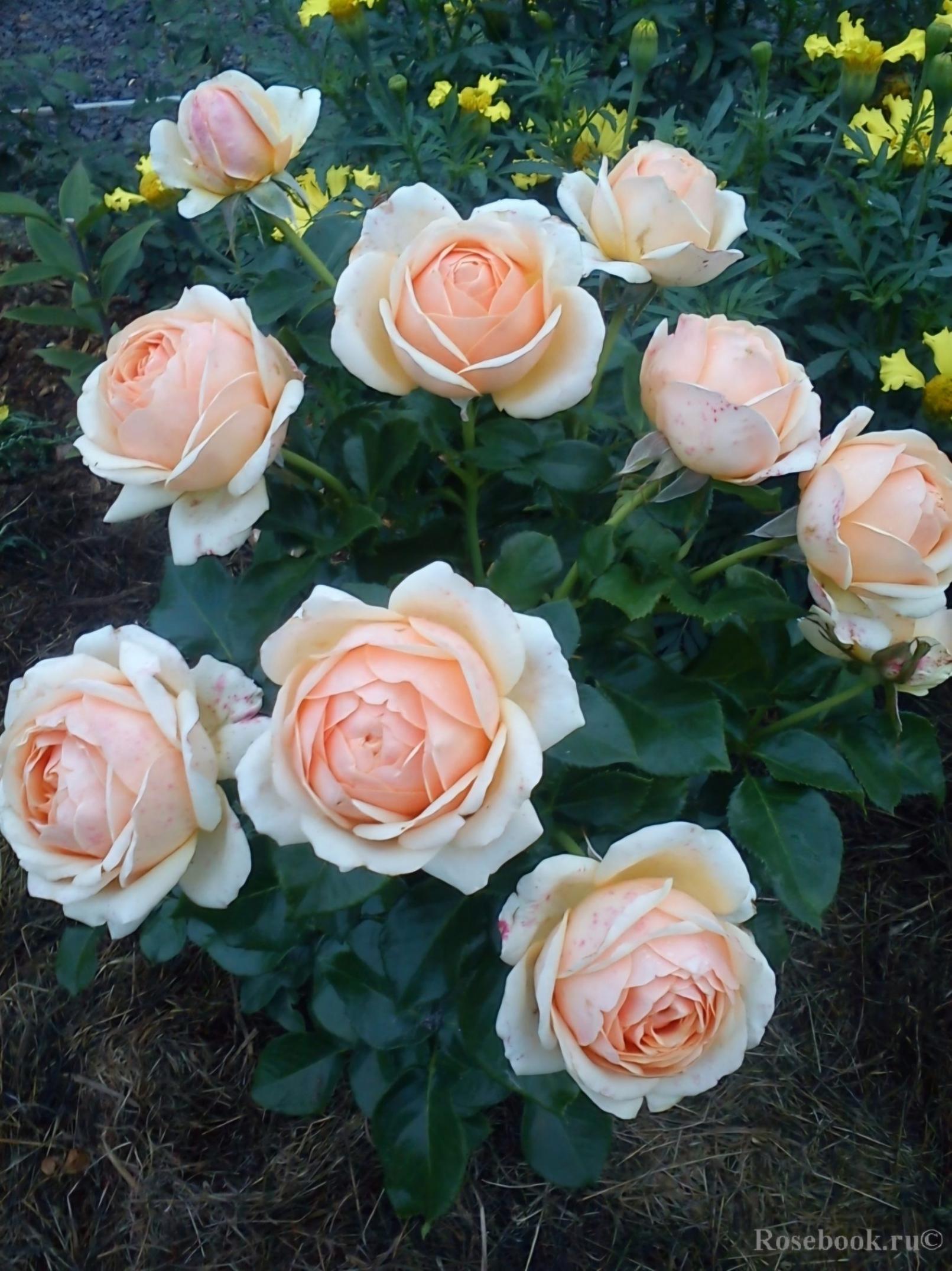 Роза Йорс ин Континент Френдшип 3