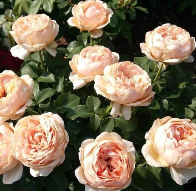 Роза Йорс ин Континент Френдшип 4