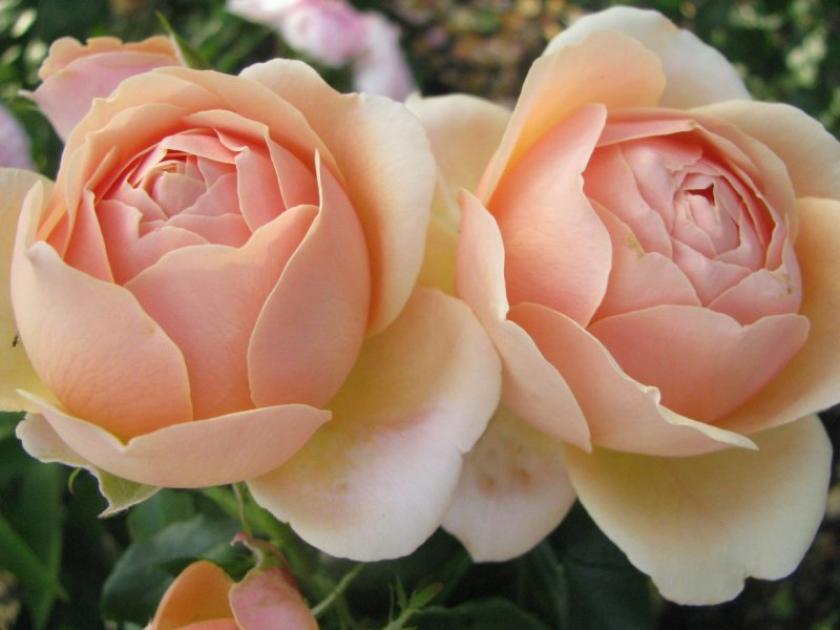 Роза Йорс ин Континент Френдшип 5