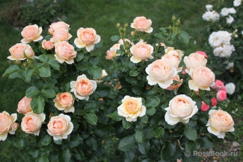 Роза Йорс ин Континент Френдшип 6