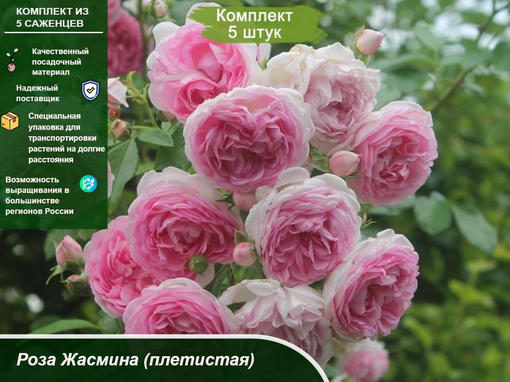 Роза Жасмина