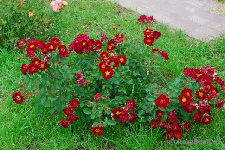 Роза Зоик 4