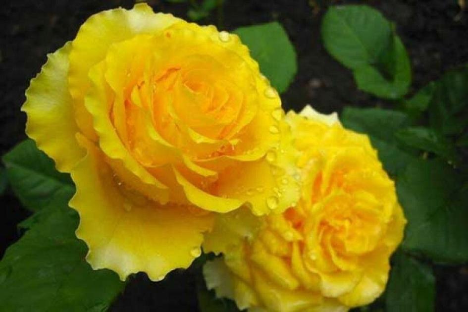 Роза Золотая рыбка