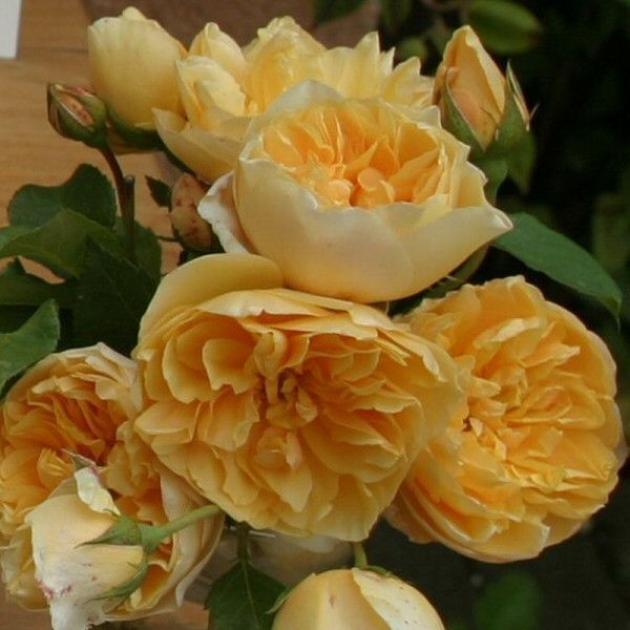 Роза Золотое руно