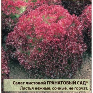 Салат Гранатовый сад