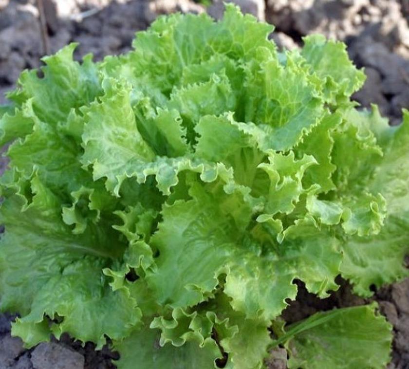 Салат Кучерявец грибовский