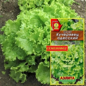 Салат Кучерявец Одесский