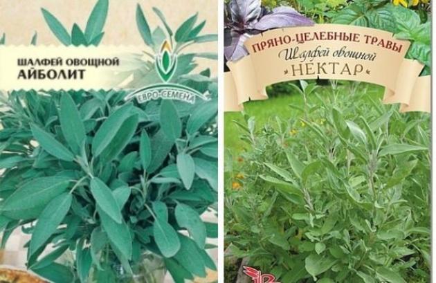 Шалфей (Сальвия) Айболит 2