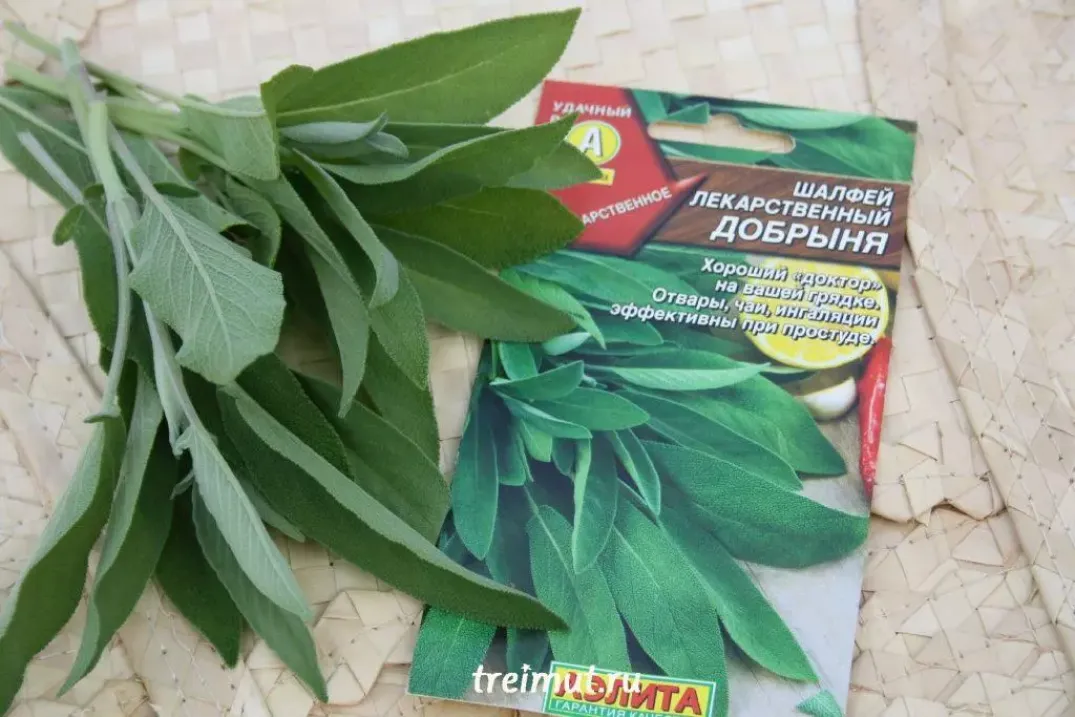 Шалфей (Сальвия) Добрыня 5