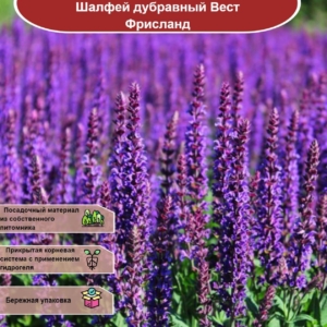 Шалфей (Сальвия) Вест Фрисланд