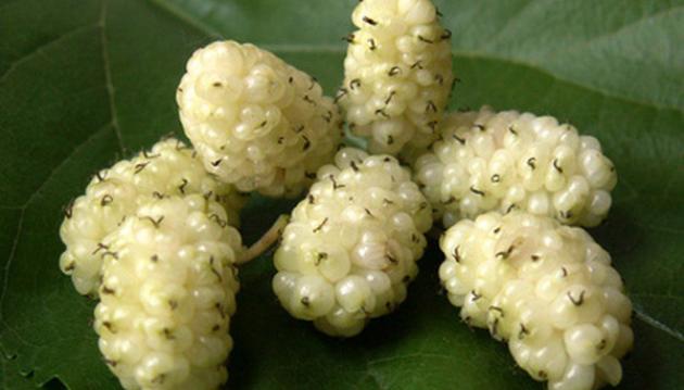 Шелковица Королевская белая