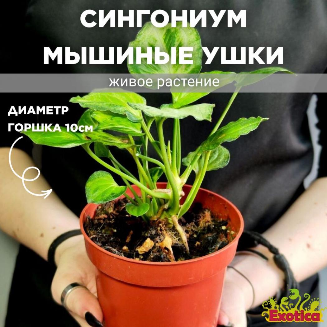 Сингониум Мышиные Ушки 2