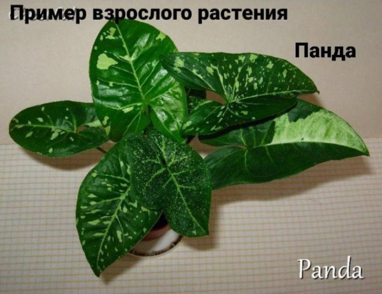 Сингониум Панда 3