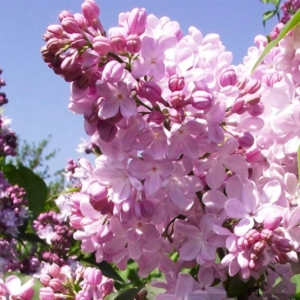 Сирень Аделина