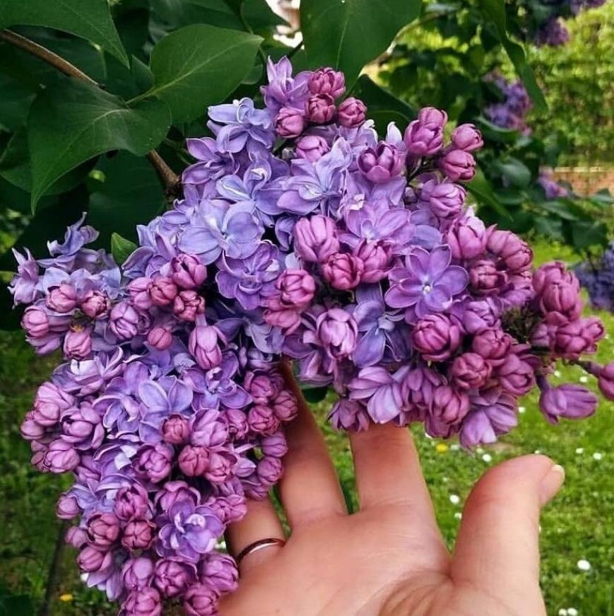 Сирень Адмирал Кузнецов 2