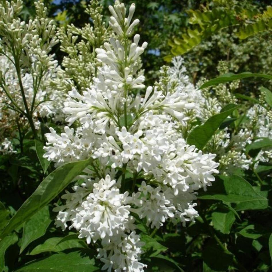 Сирень Агнес Смит 5
