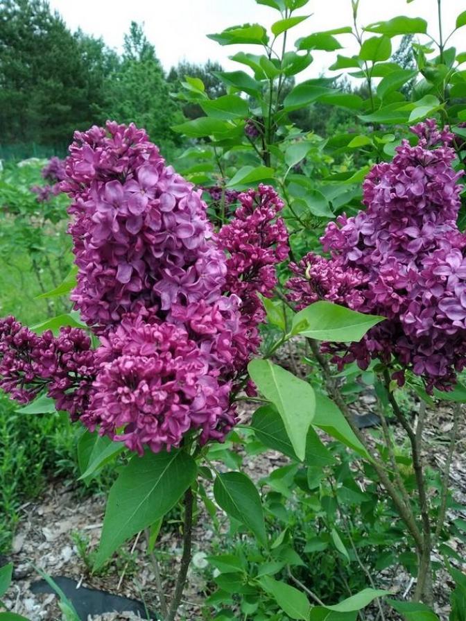 Сирень Академик Курчатов 5