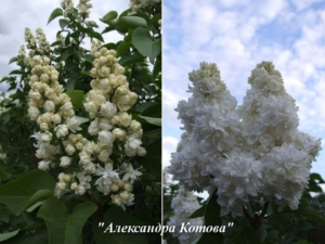Сирень Александра Котова