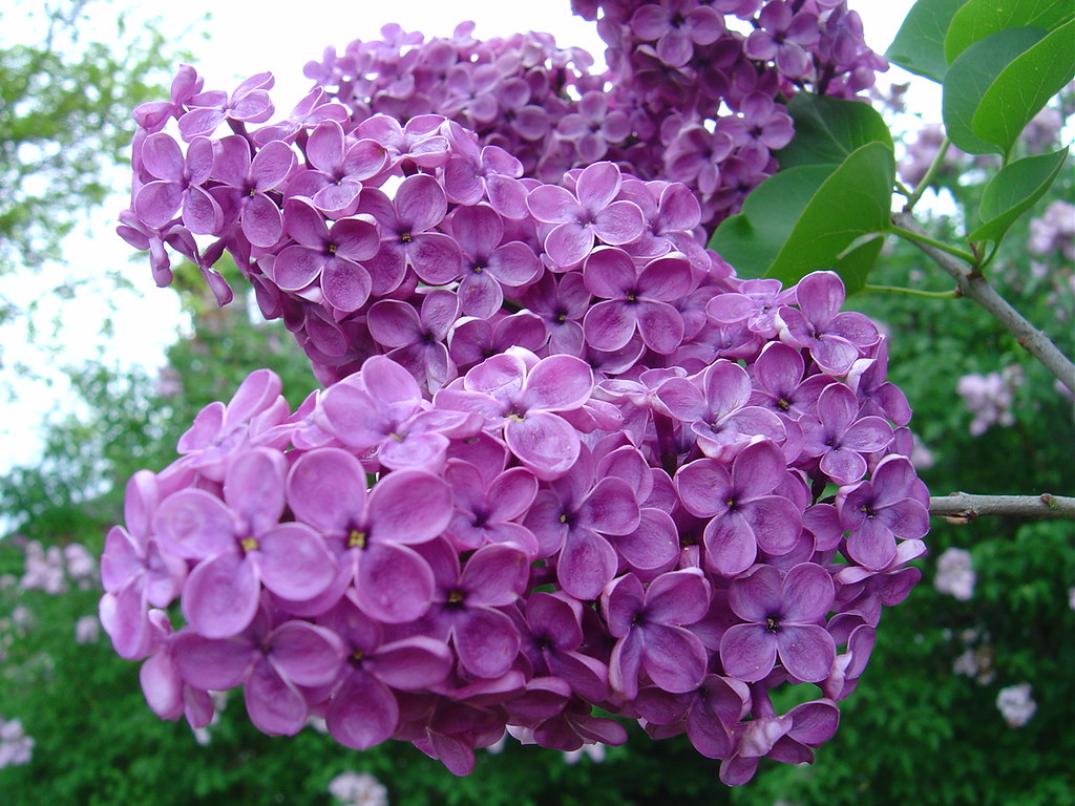 Сирень Аметист 3