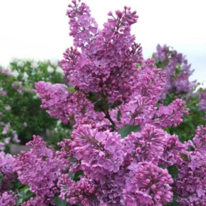 Сирень Аметист