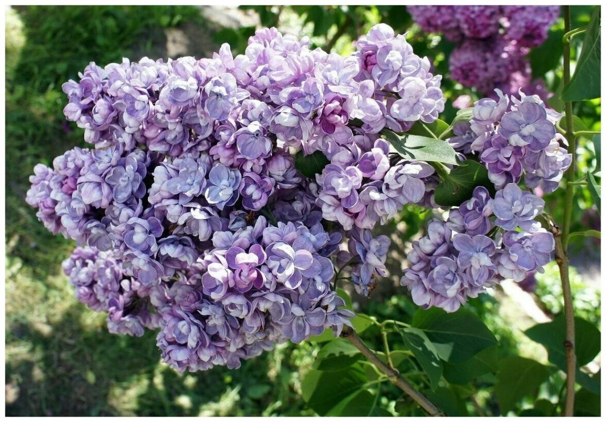 Сирень Ами Шотт 3