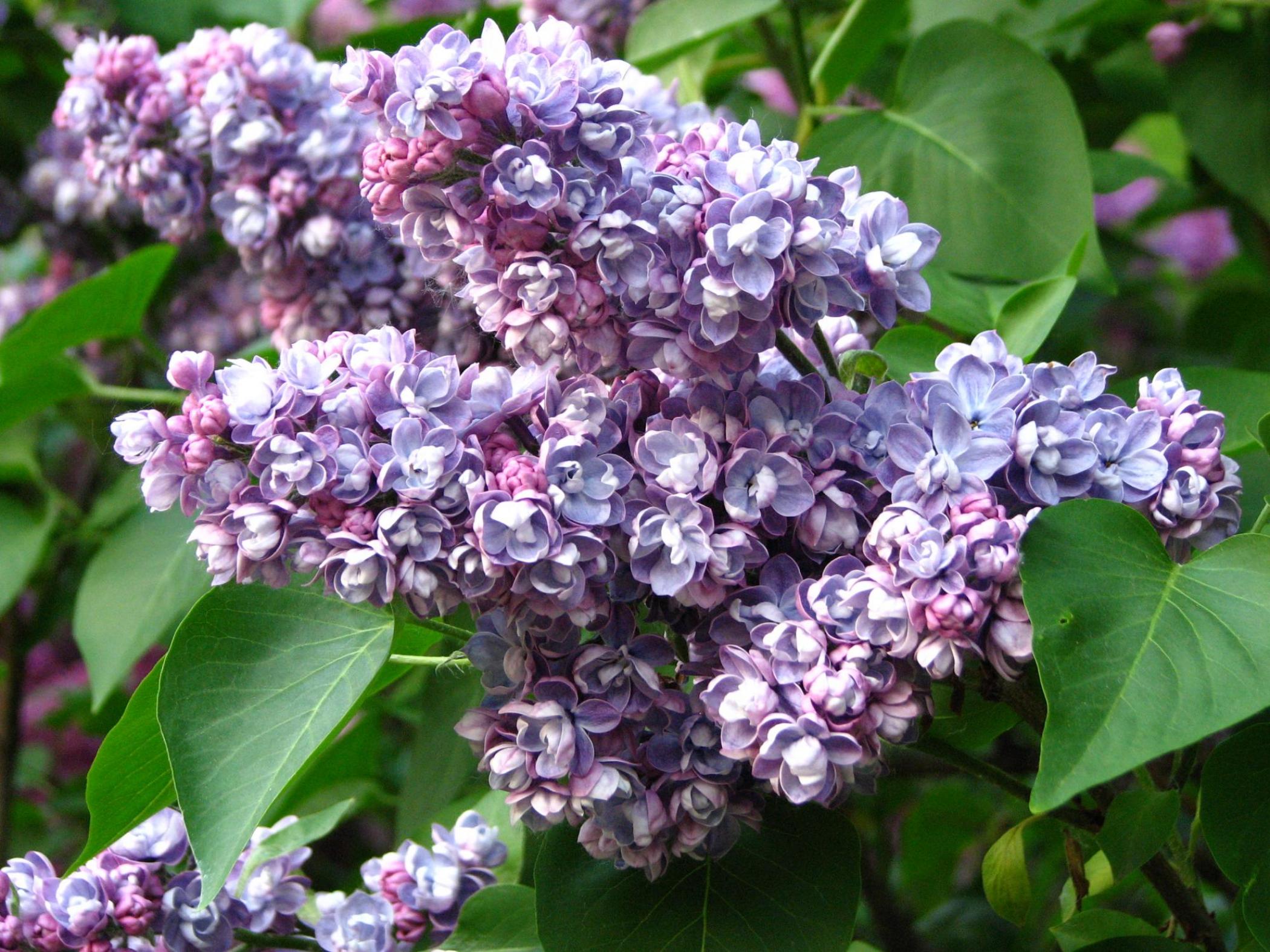 Сирень Ами Шотт 4