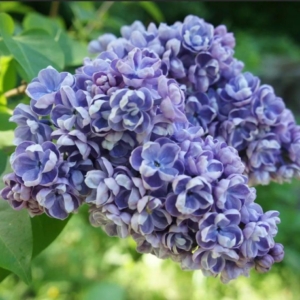 Сирень Ами Шотт