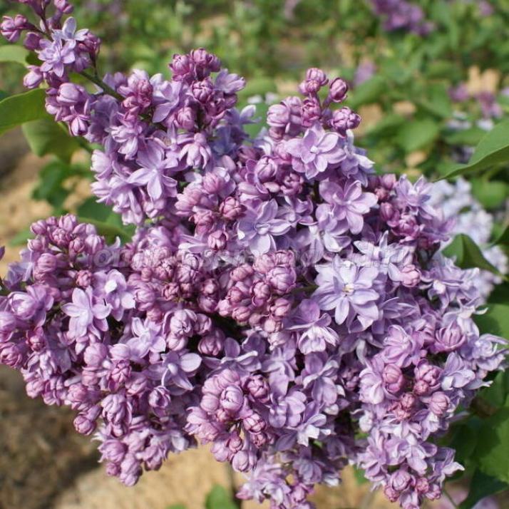 Сирень Андрюша Громов 5