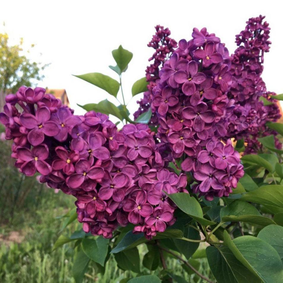 Сирень Анна Шиач 2