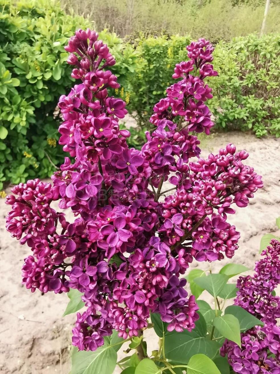 Сирень Анна Шиач 3