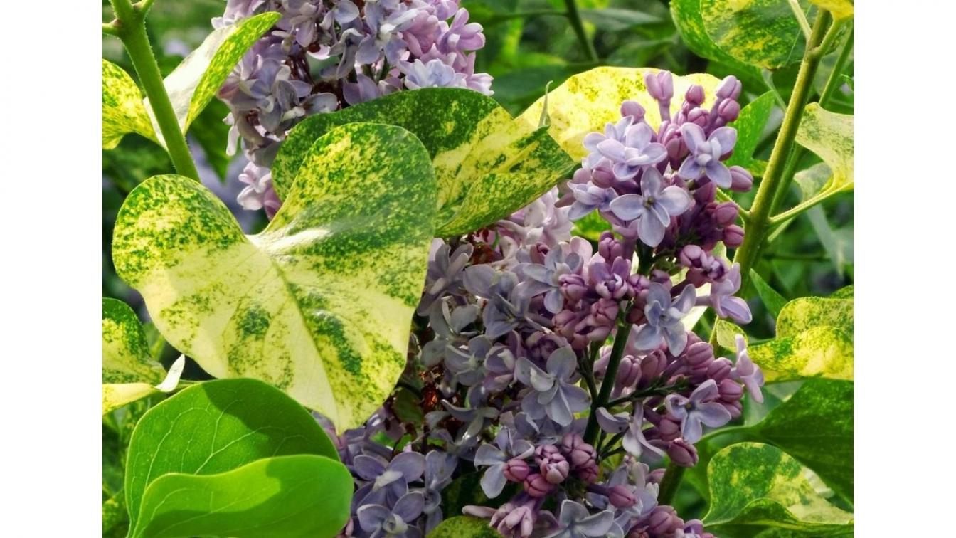 Сирень Аукубафолия 6
